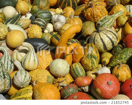 Orange, yellow, green and striped pumpkins Orange, yellow, green and striped pumpkins 21852745