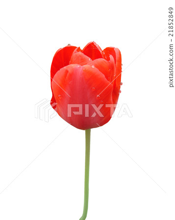 Red tulip flower bud on a white background Red tulip flower bud on a white background 21852849