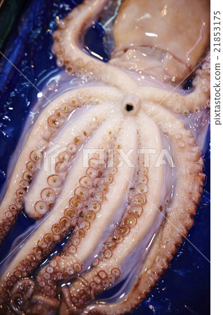 Octopus sold in Korean market 21853175