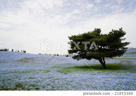 Spring Mihara's Hill 21853389