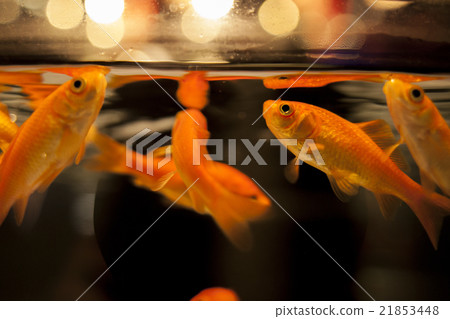 金魚#2 金魚#2 21853448