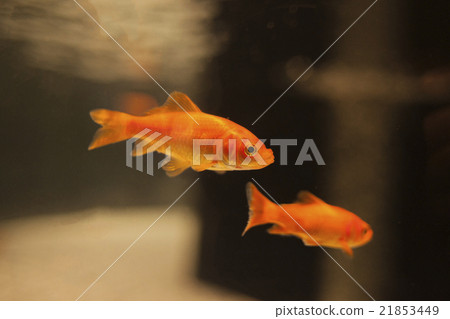 金魚#3 金魚#3 21853449