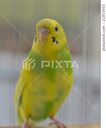Sekisei parakeet 21853455