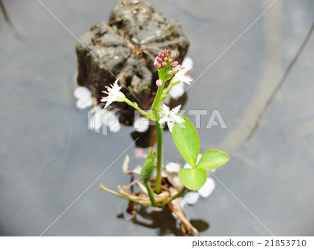 花的一朵花通知濕地的春天 花的一朵花通知濕地的春天 21853710