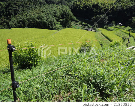 Electric fence of rice field 21853833