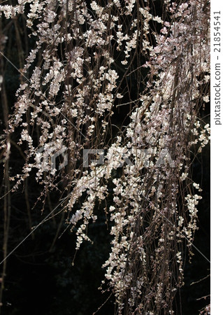 Okuyamada's weeping cherry tree 21854541
