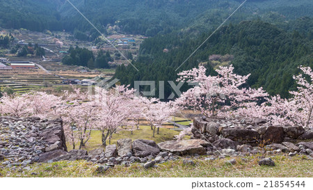 Akagi Castle Ruins of Spring 21854544