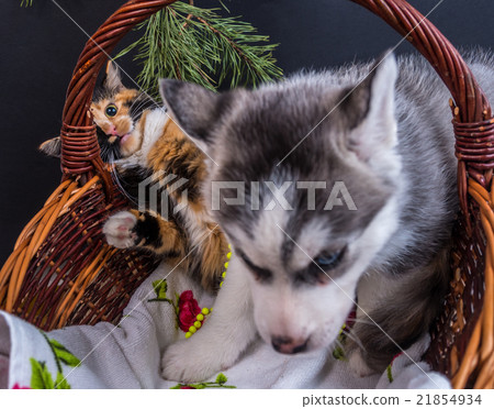 Cute siberian husky puppy cuddling cute kitten Cute siberian husky puppy cuddling cute kitten 21854934