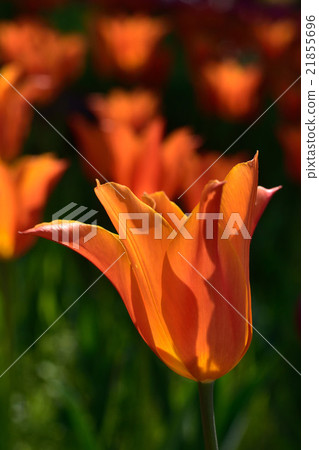 Tulip 21855696