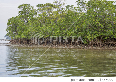 沿Iriomote Hinay河的紅樹林區 21856099