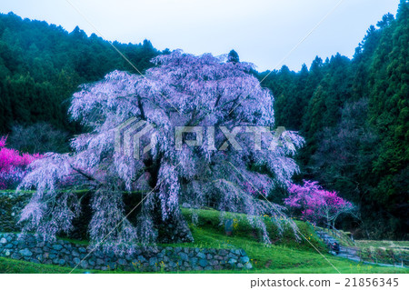 Cherry Blossom (Hongo cherry blossom at Hongo) (Landscape in Nara Prefecture) 21856345