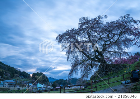 Cherry Blossom (Hongo cherry blossom at Hongo) (Landscape in Nara Prefecture) Cherry Blossom (Hongo cherry blossom at Hongo) (Landscape in Nara Prefecture) 21856346