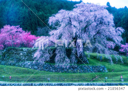 Cherry Blossom (Hongo cherry blossom at Hongo) (Landscape in Nara Prefecture) Cherry Blossom (Hongo cherry blossom at Hongo) (Landscape in Nara Prefecture) 21856347