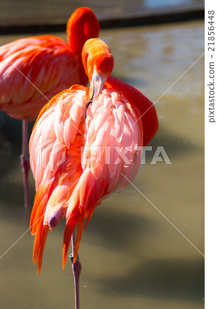 Ueno Zoo's Pink Flamingo (Tokyo landscape) - Stock Photo [21856448