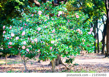 永井植物園 -  Otome Tsubaki的壯麗樹（大阪的風景） 21856460