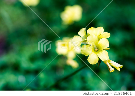 永井植物園 - 黃色Catabami(大阪風光) 永井植物園 - 黃色Catabami(大阪風光) 21856461