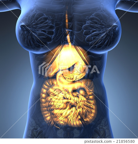 woman body with glow digestive system 21856580
