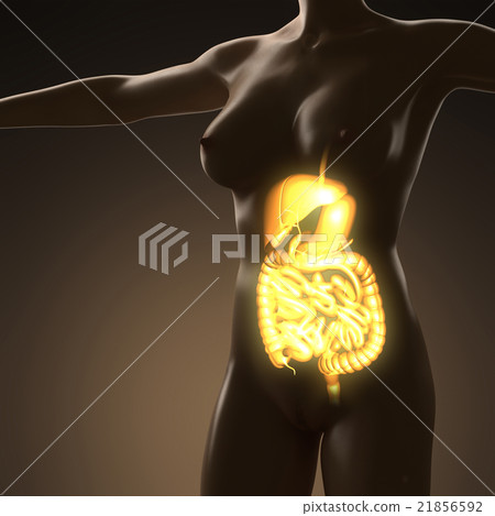 human body with glow digestive system 21856592