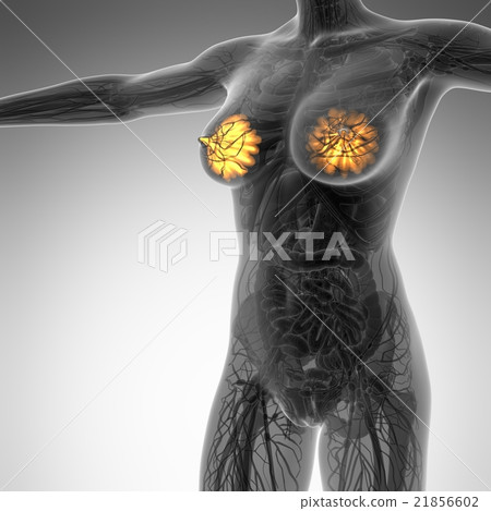human body in x-ray with glow mammary gland 21856602