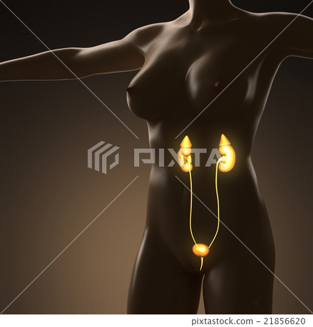 science anatomy of human body with glow kidney 21856620