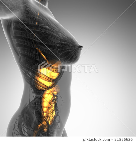 woman body with glow digestive system 21856626