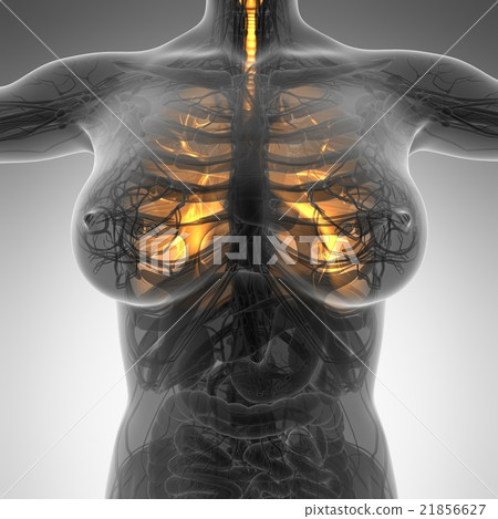 science anatomy of woman body with glow lungs 21856627
