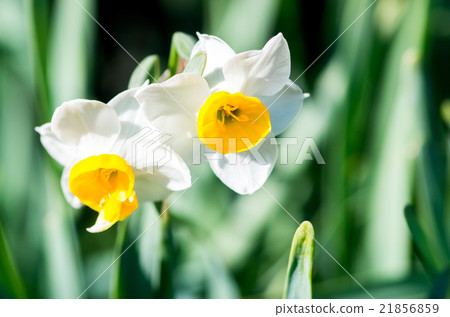Narcissus of Nagai Botanical Garden (Landscape of Osaka) 21856859