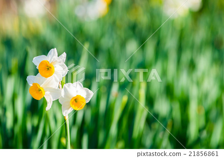 永井植物園的水仙（大阪景觀） 21856861