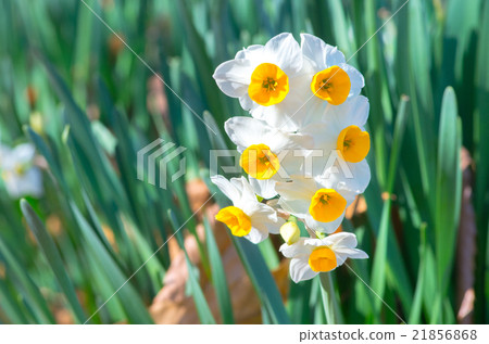 Narcissus of Nagai Botanical Garden (Landscape of Osaka) 21856868