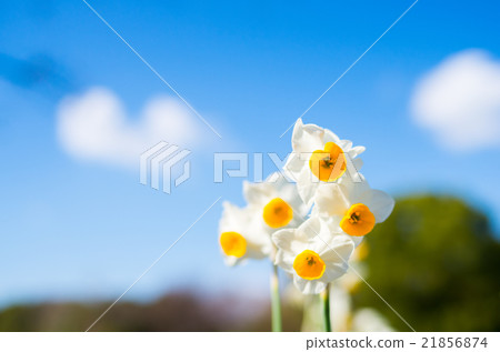 Narcissus of Nagai Botanical Garden (Landscape of Osaka) 21856874