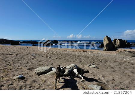 Kitten and Katsuura sea 21857204