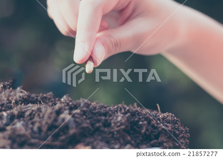 child hand seeding for planting over green child hand seeding for planting over green 21857277