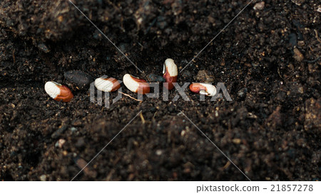 Seeding top view Seeding top view 21857278
