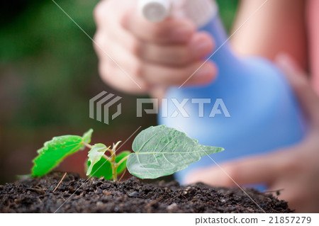Hand watering to small plant Hand watering to small plant 21857279
