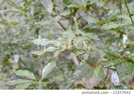 Shirodamo leaves 21857642