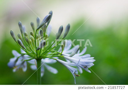 千葉公園的Agapanthus(千葉縣風景)在雨天 千葉公園的Agapanthus(千葉縣風景)在雨天 21857727