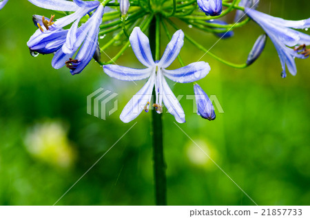 千葉公園的agapanthus 千葉縣風景 在雨天 照片素材 圖片 圖庫