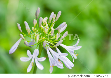千葉公園的Agapanthus(千葉縣風景)在雨天 千葉公園的Agapanthus(千葉縣風景)在雨天 21857734