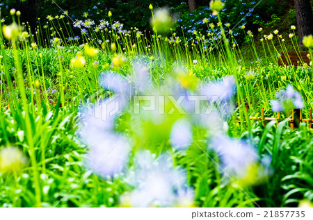 千葉公園的Agapanthus(千葉縣風景)在雨天 千葉公園的Agapanthus(千葉縣風景)在雨天 21857735