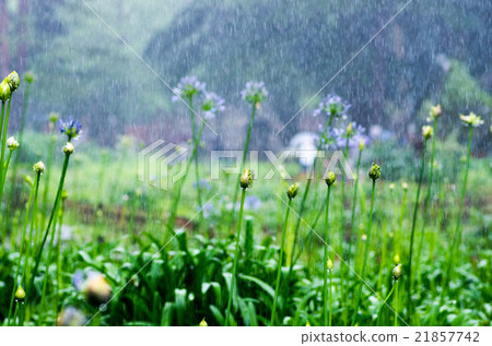 千葉公園的agapanthus 千葉縣風景 在雨天 照片素材 圖片 圖庫