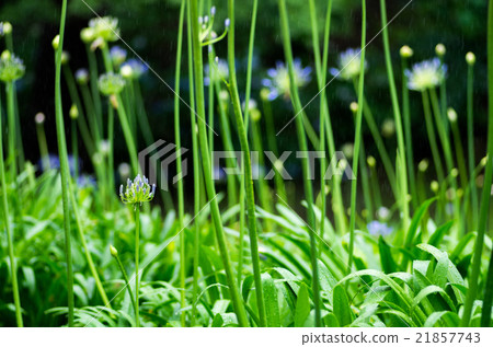 千葉公園的agapanthus 千葉縣風景 在雨天 照片素材 圖片 圖庫