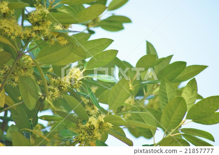 Tallamochi flowers 21857777