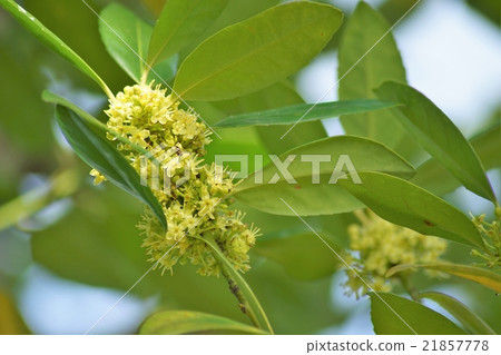 Tallamochi花 21857778