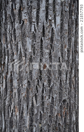 bark texture 21857793