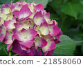 hydrangea   21858060