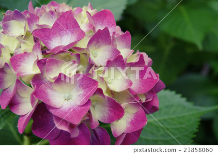 hydrangea   21858060