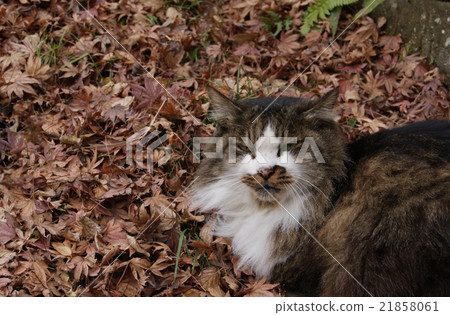 枯葉和貓 21858061