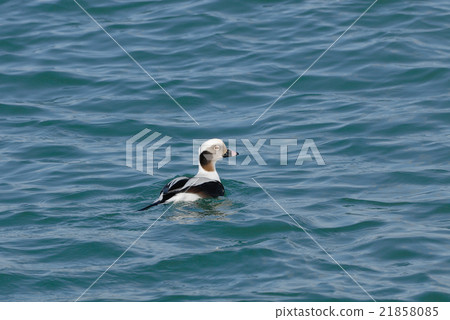 Male of caterpillar Male of caterpillar 21858085