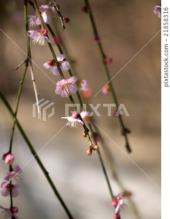 Dangling plum Dangling plum 21858316