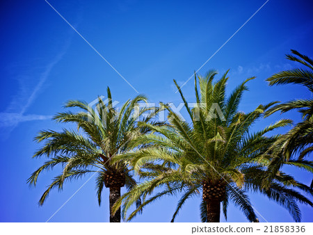 Palm Trees on Blue Sky Palm Trees on Blue Sky 21858336